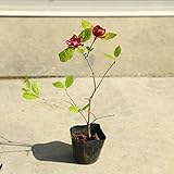 庭木苗・植木苗：黒花ろうばい/カリカンサス　ハートレッジワイン　ポット苗