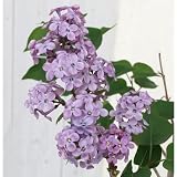 ライラック：モンテージ5号ポット[桃紫色花　花房が大きく楽しめる]
