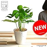 LAND PLANTS お試しサイズ　ヒメモンステラ ４号 白鉢カバーセット