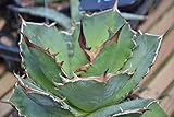 【多肉植物/種子】Agave titanota ”Sierra Mixteca” ★アガベ・チタノタ・シエラ・ミクスティカ◎豪快なフォルムのアガベ◆5粒♪ [並行輸入品]