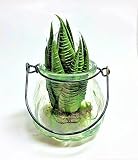 観葉植物　テラリウム　アーテフィシャルフラワー　多肉植物　サキュレント　ガラス花器　フェイクグリーン　緑　造花　B