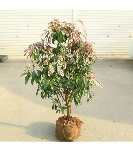 Amazon | SORA 紅花アセビ H700～900mm（鉢底より） | 植木