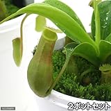 (食虫植物)ウツボカズラ ネペンテス アラタ(2ポットセット) 本州・四国限定[生体]