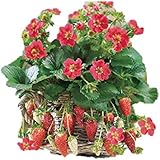 珍しい 紅花のイチゴ 種 6粒