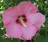 Hibiscus syriacus - Rose of Sharon - 15 seeds