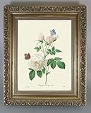 BiblioArt Series　P.J.ルドゥーテ 「ロサ・テ・ヒメネ」 金縁額装品