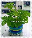 1パック100種バシュフル草の種子観葉オジギソウ敏感