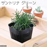 (観葉)ハーブ苗 サントリナ グリーン 3号(1ポット) 家庭菜園 本州・四国限定[生体]