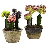 Nearly Natural Home Indoor Decorative Tabletop Colorful Cactus Gardens (Set of 2)