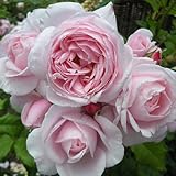 デルバールローズ：ナエマ（ナヘマ）大苗6号角鉢植え ノーブランド品