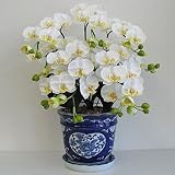 造花の胡蝶蘭 鉢植え 光触媒 Sサイズ-5本立 H50cm(白/花弁・黄-青のデザイン鉢)