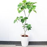 フィカス ウンベラータ ゴムの木 １０号 大鉢 観葉植物 大型 インテリア １０号鉢 尺鉢
