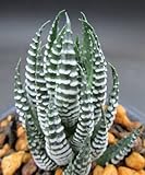 Haworthia zebrina - Zebra Cactus - 5 seeds