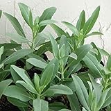 サルビア　アピアナ（ホワイトセージ）3号ポット2株セット[清めの儀式のセージ]