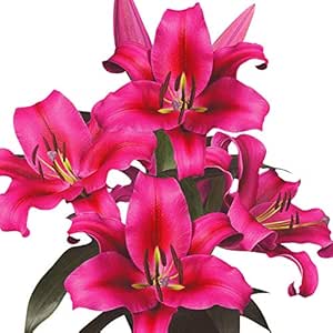 Amazon 国華園 花ユリ 球根 大球レッドカサブランカ パラッツォ 15球 21年秋商品 Diy 工具 ガーデン