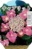 あじさい 苗 【 チャプリット 】 ポット苗 西洋アジサイ 紫陽花 庭木 落葉樹 低木