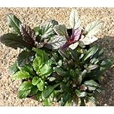 アジュガ (花苗) ミックス24個入り