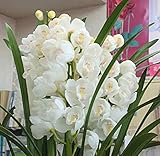 シンピジューム鉢植え 白色　お祝い・誕生日・お供えなどの花ギフト