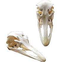 515V1a2KieL._AC_UL210_SR210,