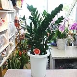 【観葉植物】 ザミア・ザミオクルカス　7号プラスチック鉢植え　インテリア・開店開業お祝いギフト