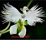 100pcs/bag Japanese Radiata Seeds White Egret Orchid Seeds World's Rare Orchid Species White Flowers