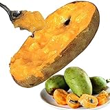 国華園　果樹苗　ポポー実生苗 2株【※発送が国華園からの場合のみ正規品です】