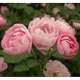 つるバラ：ローブリッター大苗[カップ咲の可憐な人気品種　一季咲き]