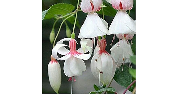 Amazon 紫色の二重花弁フクシアの種子花の種子を植えた鉢植えの花を吊るすフクシアの花50種子 パック フクシアa11 観葉植物 オンライン通販