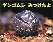 ダンゴムシみつけたよ (ポプラ社のよみきかせ大型絵本)