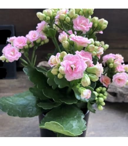 Amazon.co.jp: レア 入手難しい 切り花品種 薔薇苗 (複色) : DIY