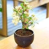 小品盆栽:深山かいどう(信楽焼鉢)*