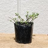 タイム・ロンギカウリス 単品