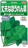 サカタのタネ 実咲野菜3402 丈夫なほうれん草 アトラス PRIMAX 00923402