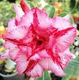 40 Fresh seedsアデニウム アラビカム オベスム 砂漠のバラ種子(40粒)塊根植物種子Adenium obesum Desert Roses seeds no384-Triple-Pink