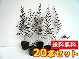 【ノーブランド品】 トキワマンサク（赤葉赤花） 樹高0.3m前後 10.5cmポット 【20本セット】