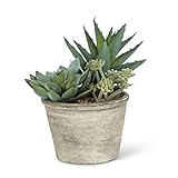 Succulent Garden in Pot 7 "高さ