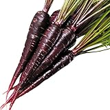 【メール便配送】　国華園　野菜たね　ニンジン　F1紫キャロット　1袋(100粒)【※発送が国華園からの場合のみ正規品です】