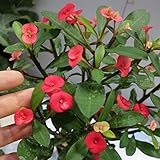 トゲ無しハナキリン（花キリン）3.5号ポット[とげがない！開花期が長い！] ノーブランド品