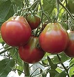 野菜の種トマトピンクトリュフは、有機的家宝NON-GMO栽培します