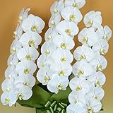 【胡蝶蘭専門店はなやか】胡蝶蘭 白大輪 3本立ち 39輪以上 生花 生産直売 ※ラッピング、札は『ギフトの設定』をしてください