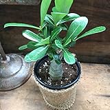 アデニウム ☆ 塊根植物 ☆ 観葉植物 ☆ 多肉植物