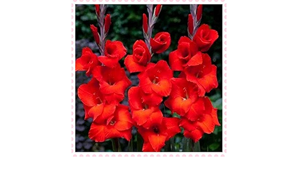 Amazon グラジオラス球根 珍しい花 信じられないほどの屋内と屋外の花壇 珍 しい成長 新鮮で素晴らしい 赤 25球根 花