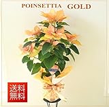 ポインセチア ゴールド【クリスマスギフト】