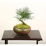 ミニ盆栽：三河黒松（瀬戸焼)*bonsai