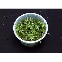 Amazon.co.jp: （水草）国産 ウィローモス 1カップ 約10g(※発送