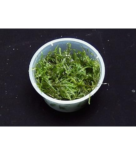 Amazon.co.jp: （水草）国産 ウィローモス 1カップ 約10g（無農薬・無