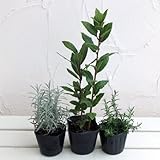 ハーブの虫よけポプリ用3種セット（ローズマリー・月桂樹・ラベンダー） ノーブランド品