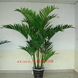 50pcs/pack Lady Palm seeds Tree Seeds Perennial Plants