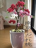 南京しだれ桃　鉢花