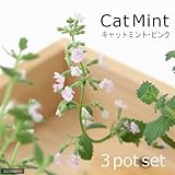 (観葉)ハーブ苗 ミント キャットミント ピンク 3号(お買い得3ポットセット) 家庭菜園 本州・四国限定[生体]